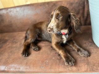 Les Cocker Spaniel Anglais de l'affixe Du Domaine Des Merveilles Des Bebouilles