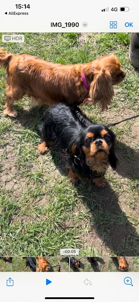 Les Cavalier King Charles Spaniel de l'affixe Du Domaine Des Merveilles Des Bebouilles