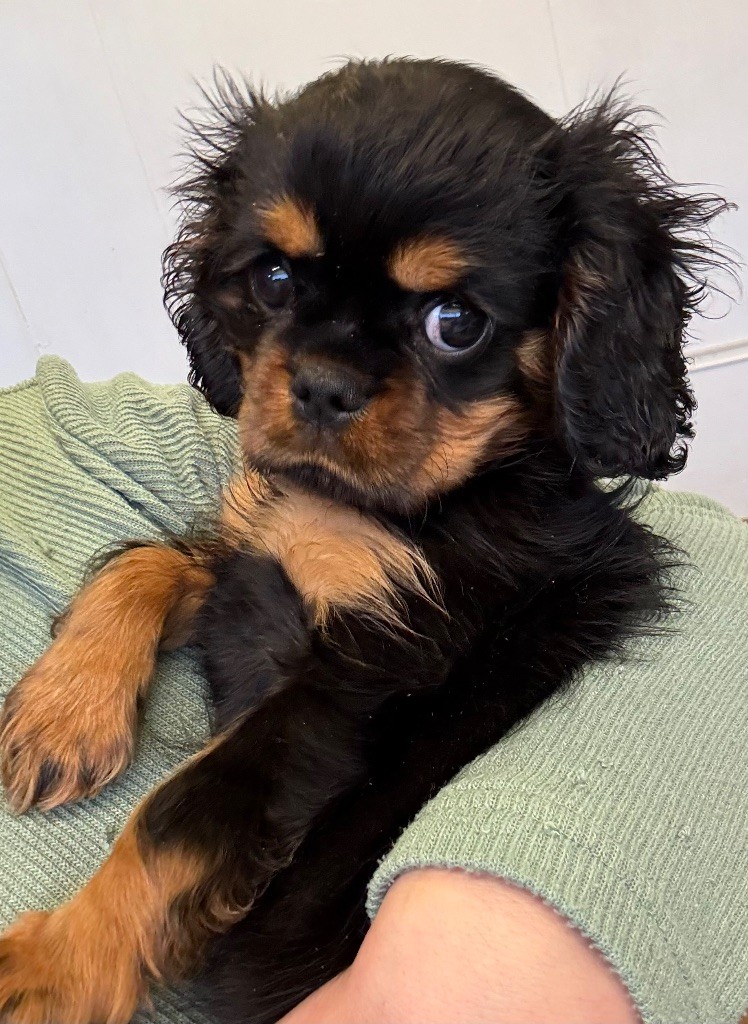 Du Domaine Des Merveilles Des Bebouilles - Chiot disponible  - Cavalier King Charles Spaniel