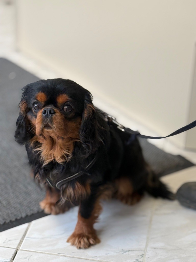 Tres'or a pretty cavalier king charles