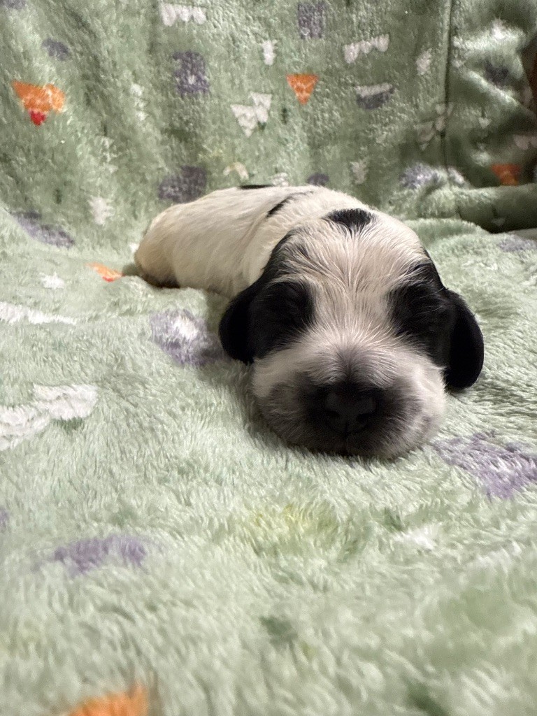 Du Domaine Des Merveilles Des Bebouilles - Chiots disponibles - Cocker Spaniel Anglais