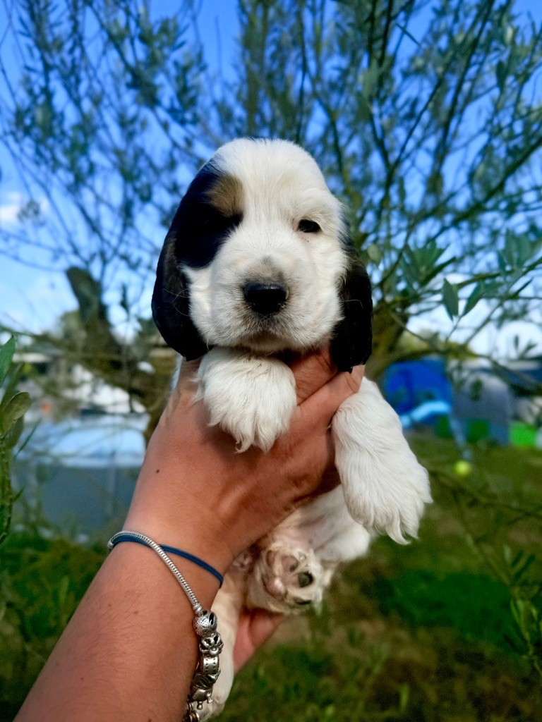 Du Domaine Des Merveilles Des Bebouilles - Chiots disponibles - Cocker Spaniel Anglais