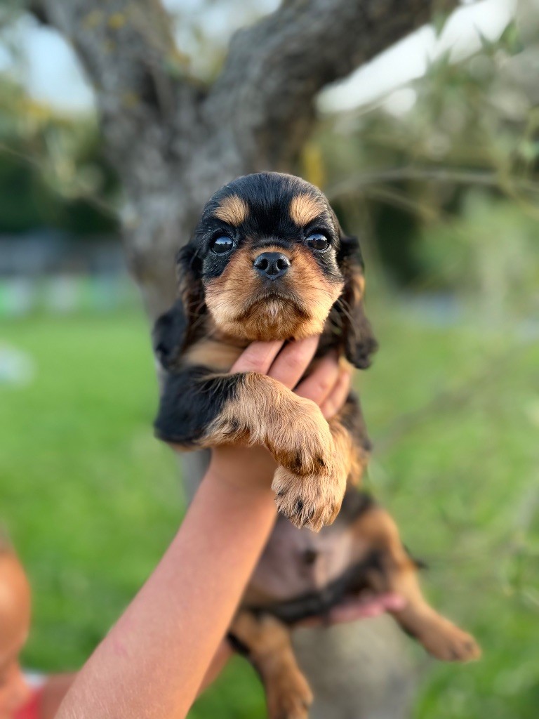 Du Domaine Des Merveilles Des Bebouilles - Chiots disponibles - Cavalier King Charles Spaniel