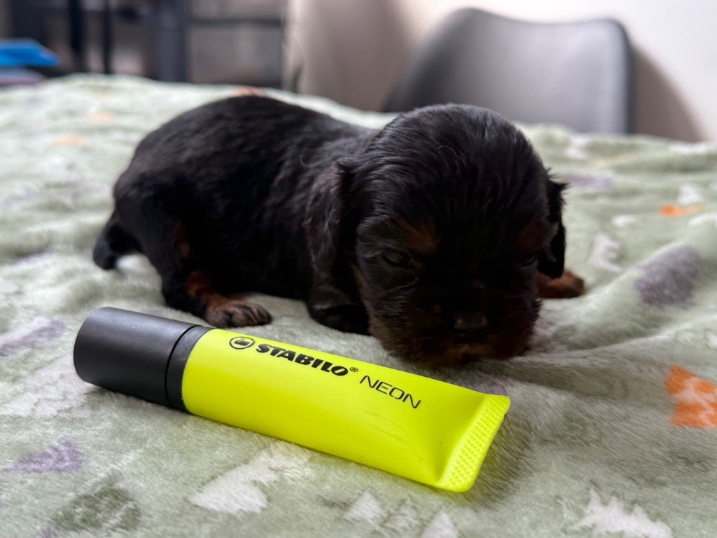 Du Domaine Des Merveilles Des Bebouilles - Chiots disponibles - Cavalier King Charles Spaniel