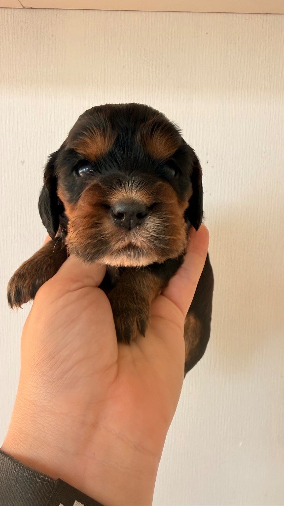 Du Domaine Des Merveilles Des Bebouilles - Chiots disponibles - Cocker Spaniel Anglais
