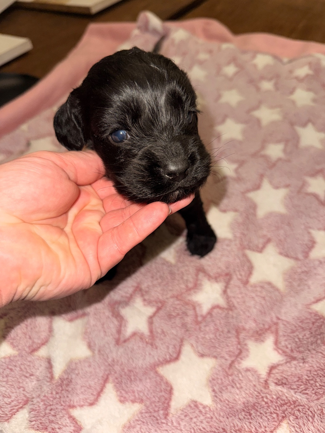 Du Domaine Des Merveilles Des Bebouilles - Chiots disponibles - Cocker Spaniel Anglais