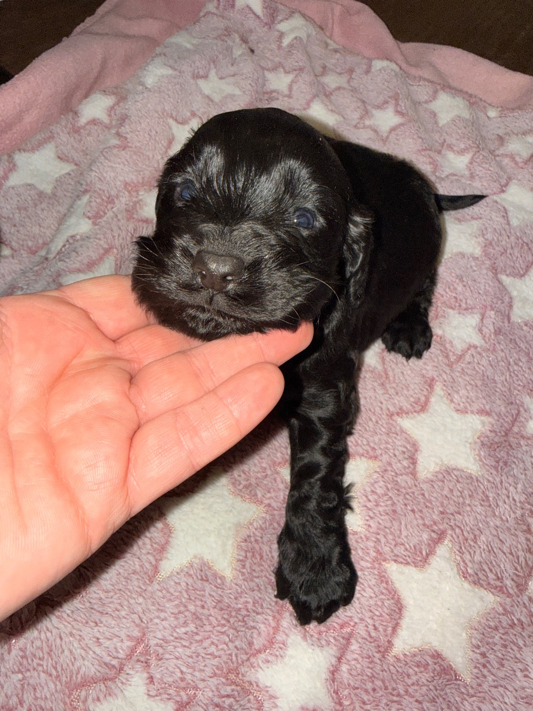 Du Domaine Des Merveilles Des Bebouilles - Chiots disponibles - Cocker Spaniel Anglais