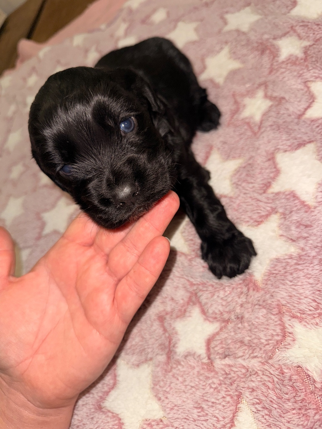 Du Domaine Des Merveilles Des Bebouilles - Chiots disponibles - Cocker Spaniel Anglais