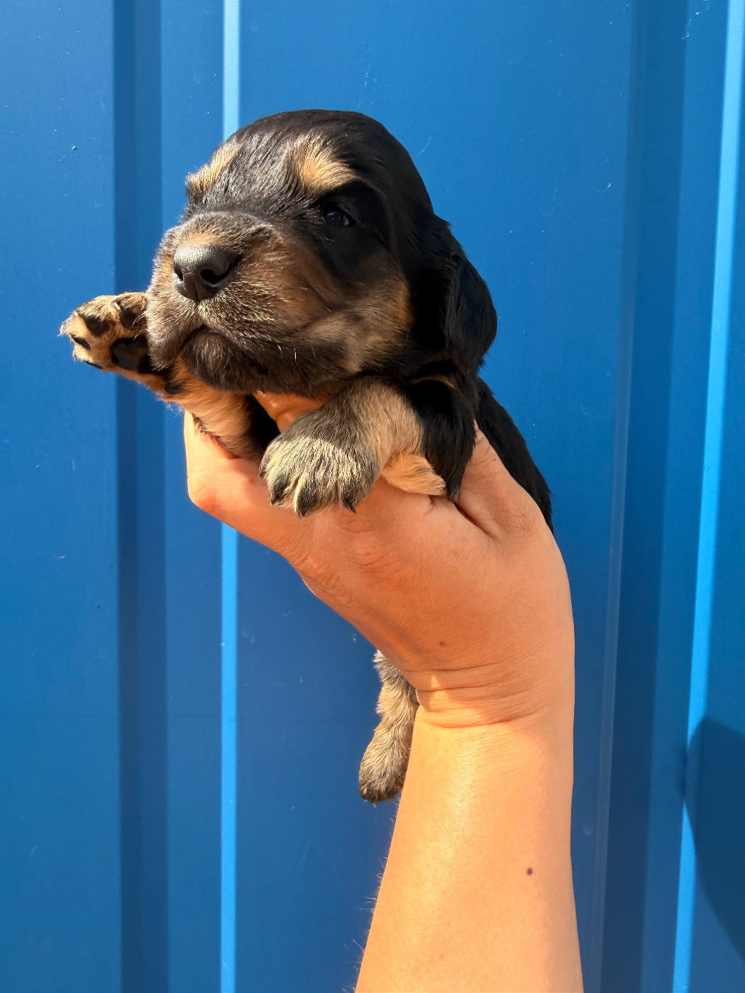 Du Domaine Des Merveilles Des Bebouilles - Chiots disponibles - Cocker Spaniel Anglais