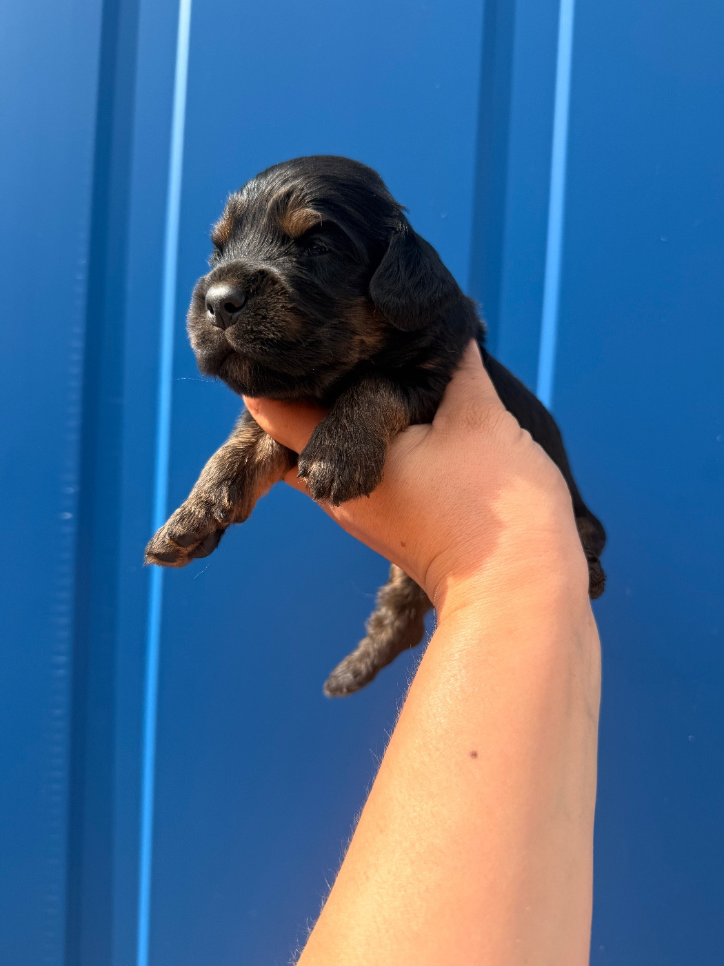 Du Domaine Des Merveilles Des Bebouilles - Chiots disponibles - Cocker Spaniel Anglais