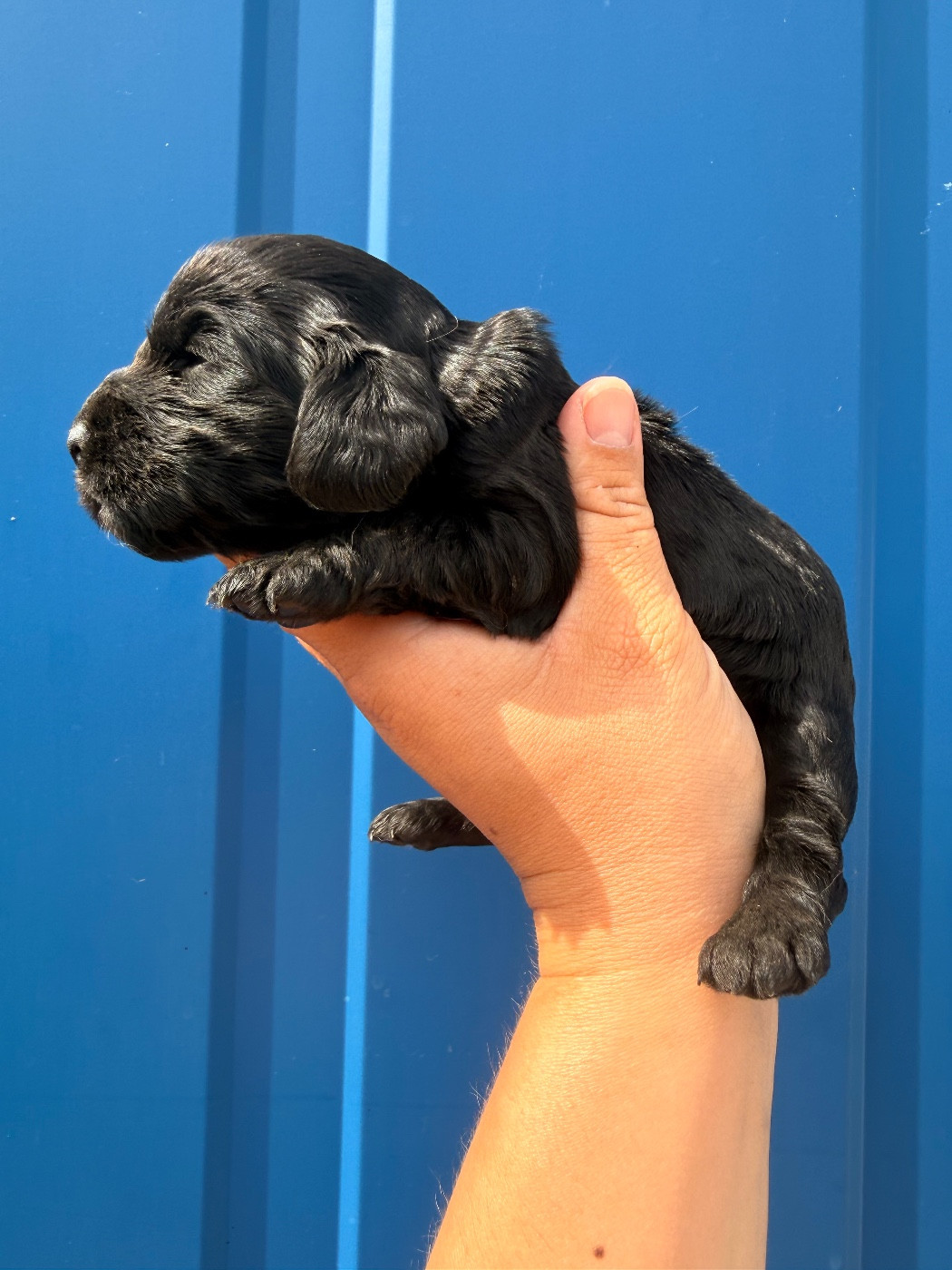 Du Domaine Des Merveilles Des Bebouilles - Chiots disponibles - Cocker Spaniel Anglais