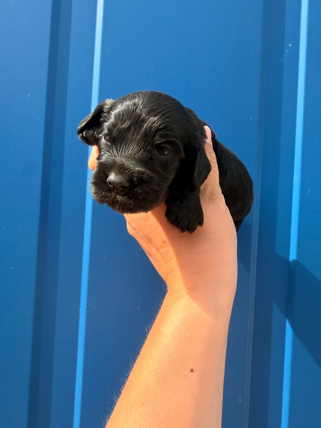 Du Domaine Des Merveilles Des Bebouilles - Chiots disponibles - Cocker Spaniel Anglais