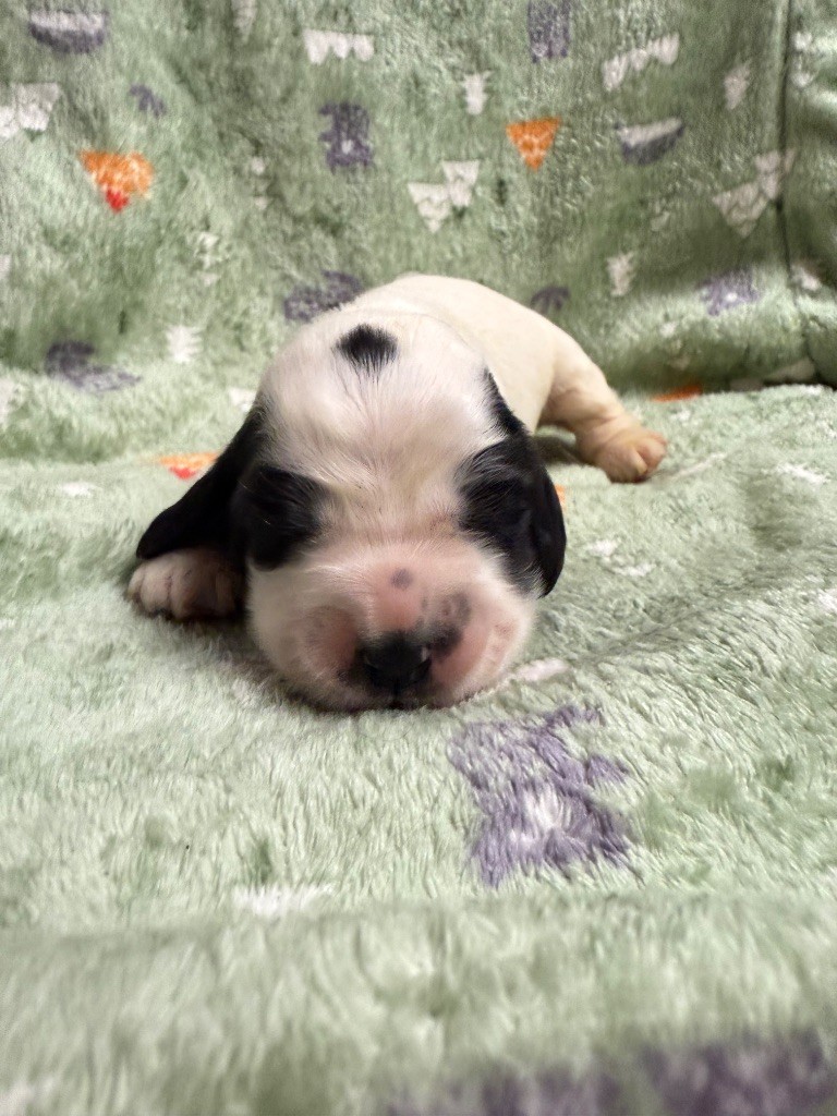 Du Domaine Des Merveilles Des Bebouilles - Chiots disponibles - Cocker Spaniel Anglais
