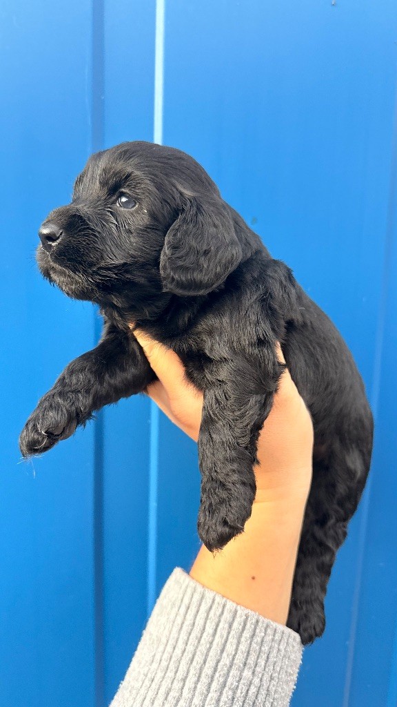 Du Domaine Des Merveilles Des Bebouilles - Chiots disponibles - Cocker Spaniel Anglais