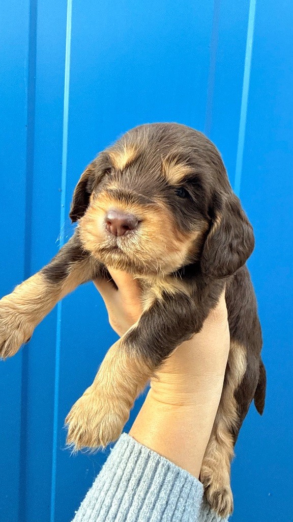 Du Domaine Des Merveilles Des Bebouilles - Chiots disponibles - Cocker Spaniel Anglais