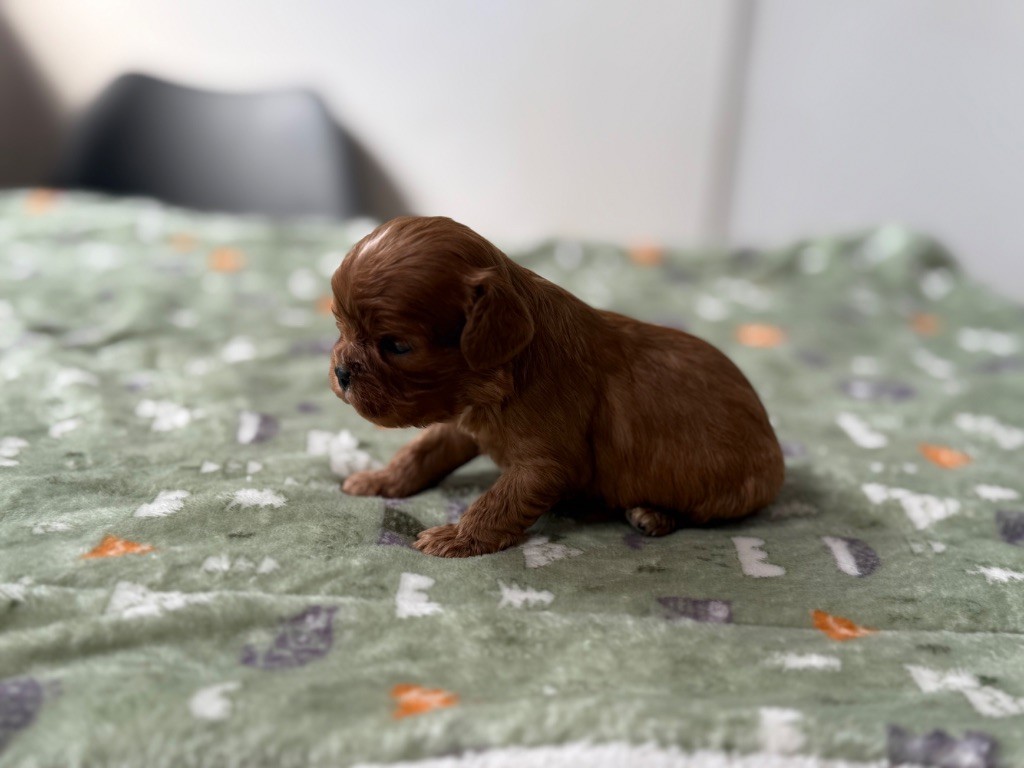 Du Domaine Des Merveilles Des Bebouilles - Chiots disponibles - Cavalier King Charles Spaniel