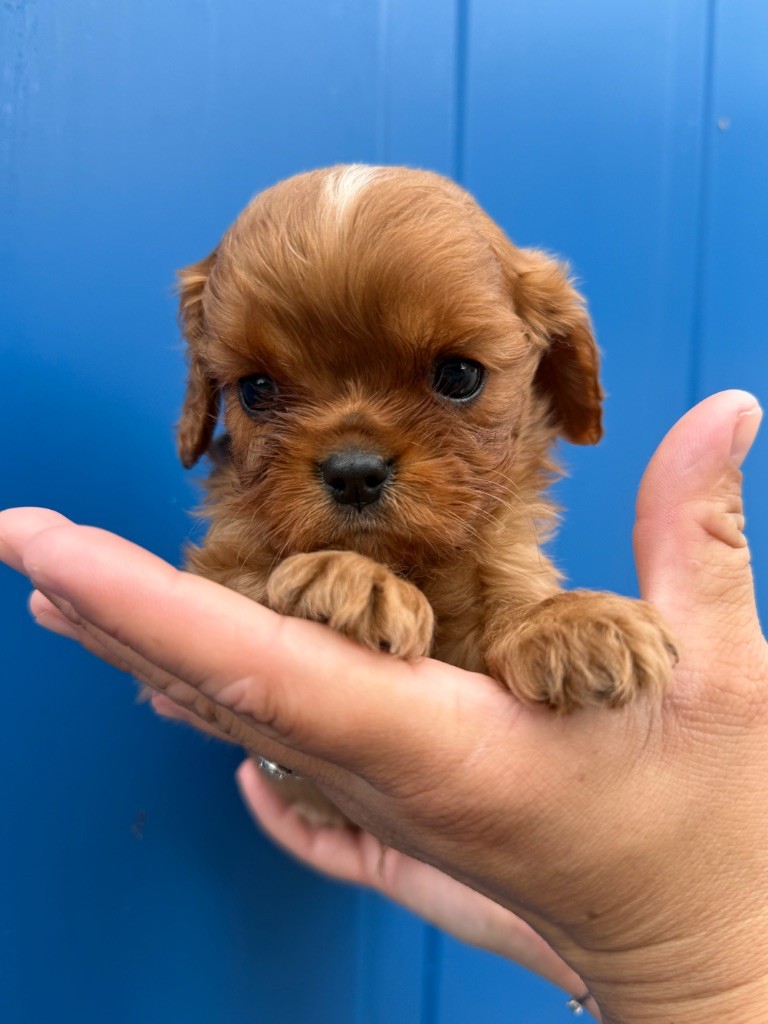 Du Domaine Des Merveilles Des Bebouilles - Cavalier King Charles Spaniel - Portée née le 13/05/2025