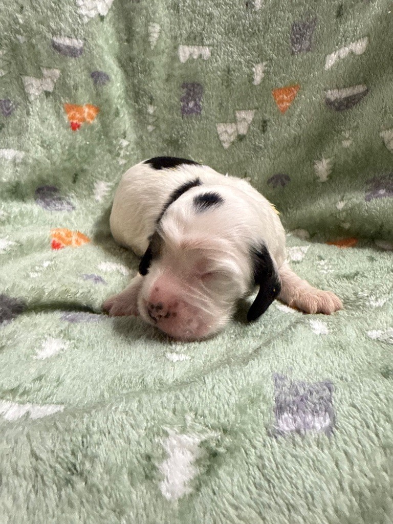 Du Domaine Des Merveilles Des Bebouilles - Chiots disponibles - Cocker Spaniel Anglais