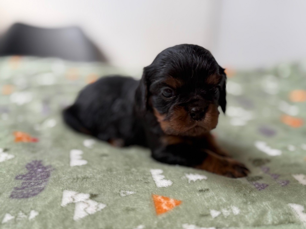 Du Domaine Des Merveilles Des Bebouilles - Chiots disponibles - Cavalier King Charles Spaniel