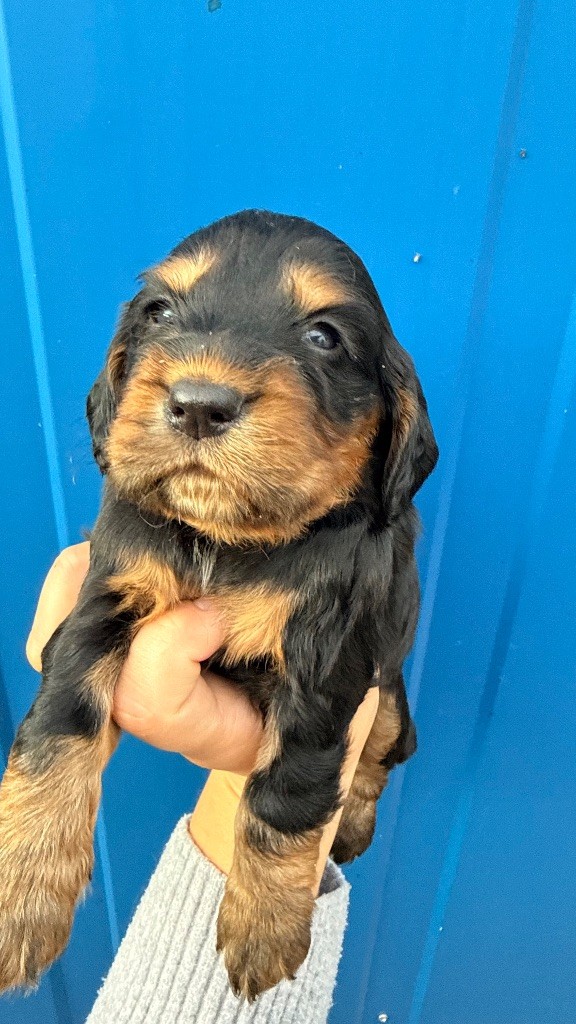 Du Domaine Des Merveilles Des Bebouilles - Chiots disponibles - Cocker Spaniel Anglais