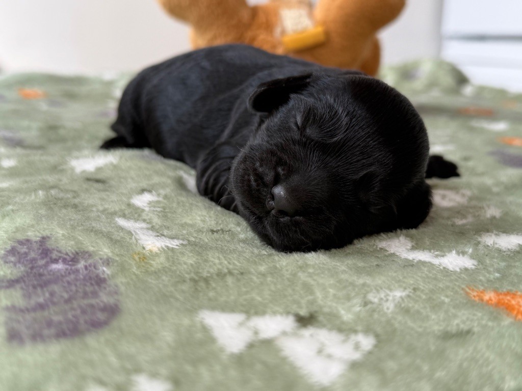 Du Domaine Des Merveilles Des Bebouilles - Chiots disponibles - Cocker Spaniel Anglais