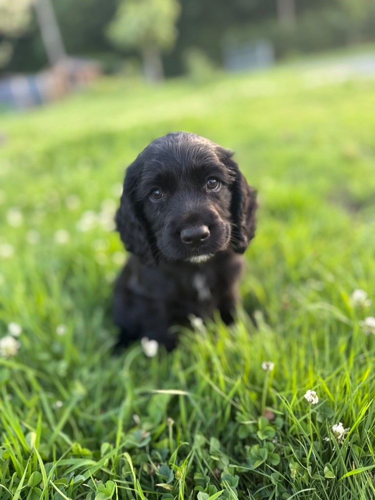 Du Domaine Des Merveilles Des Bebouilles - Chiots disponibles - Cocker Spaniel Anglais