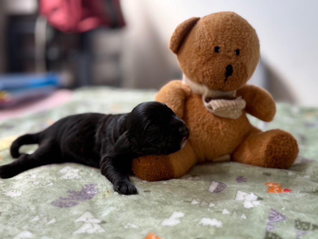 Du Domaine Des Merveilles Des Bebouilles - Chiots disponibles - Cocker Spaniel Anglais