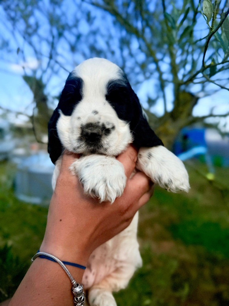 Du Domaine Des Merveilles Des Bebouilles - Chiots disponibles - Cocker Spaniel Anglais