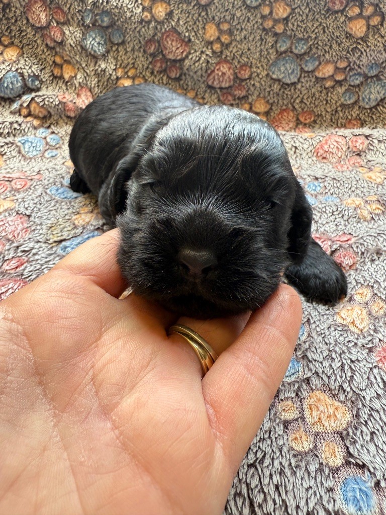Du Domaine Des Merveilles Des Bebouilles - Chiots disponibles - Cocker Spaniel Anglais