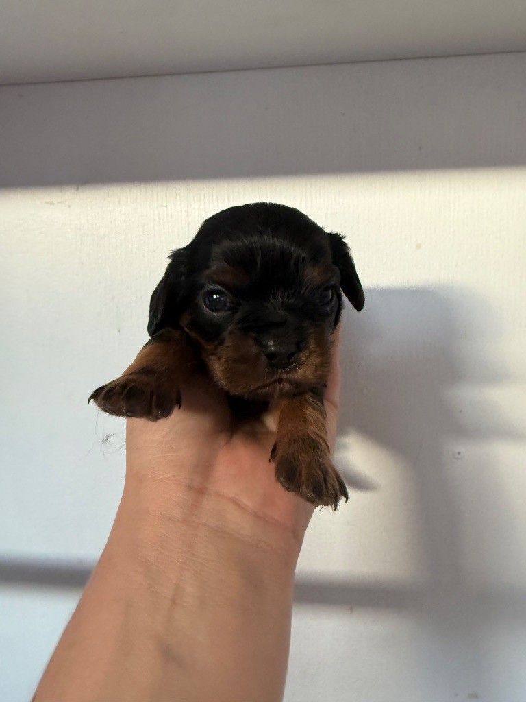 Du Domaine Des Merveilles Des Bebouilles - Chiots disponibles - Cavalier King Charles Spaniel