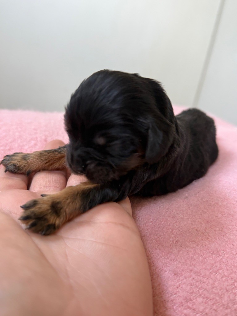 Du Domaine Des Merveilles Des Bebouilles - Chiots disponibles - Cavalier King Charles Spaniel