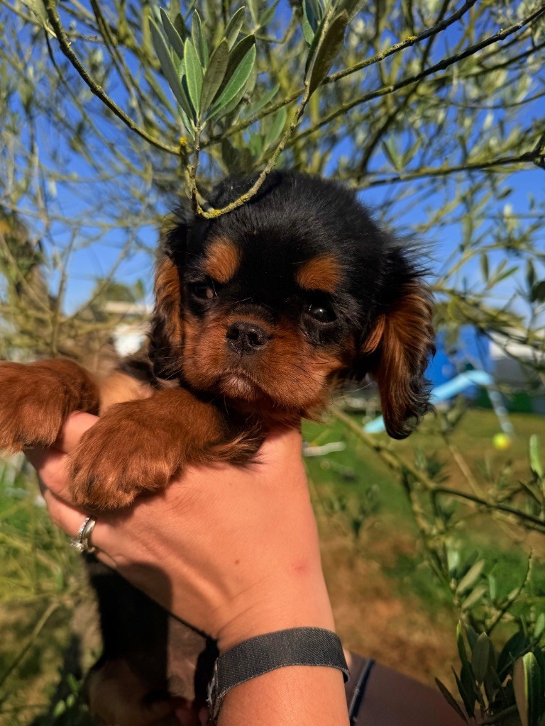 Du Domaine Des Merveilles Des Bebouilles - Chiots disponibles - Cavalier King Charles Spaniel