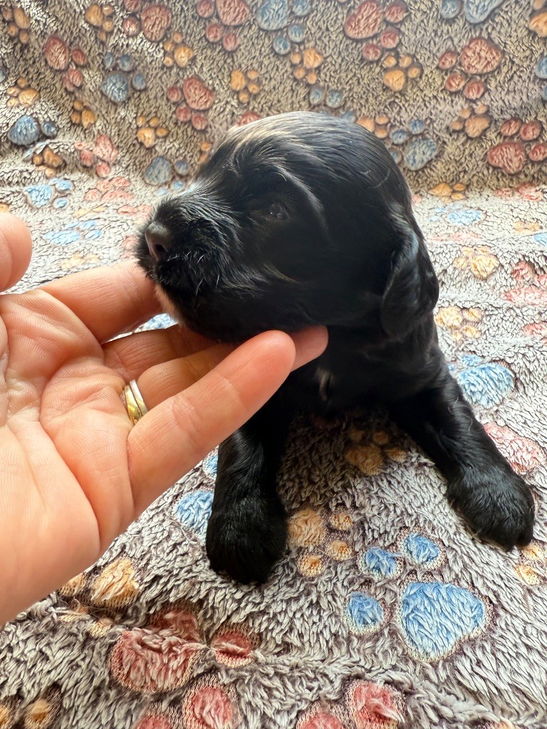 Du Domaine Des Merveilles Des Bebouilles - Chiots disponibles - Cocker Spaniel Anglais