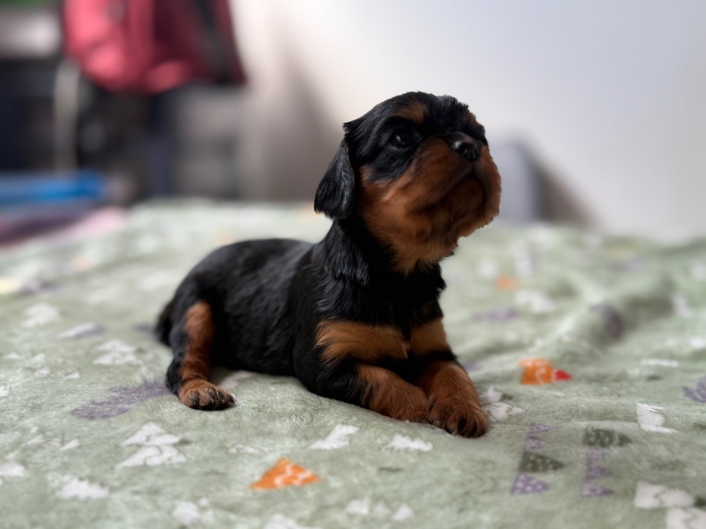 Du Domaine Des Merveilles Des Bebouilles - Cavalier King Charles Spaniel - Portée née le 13/05/2025