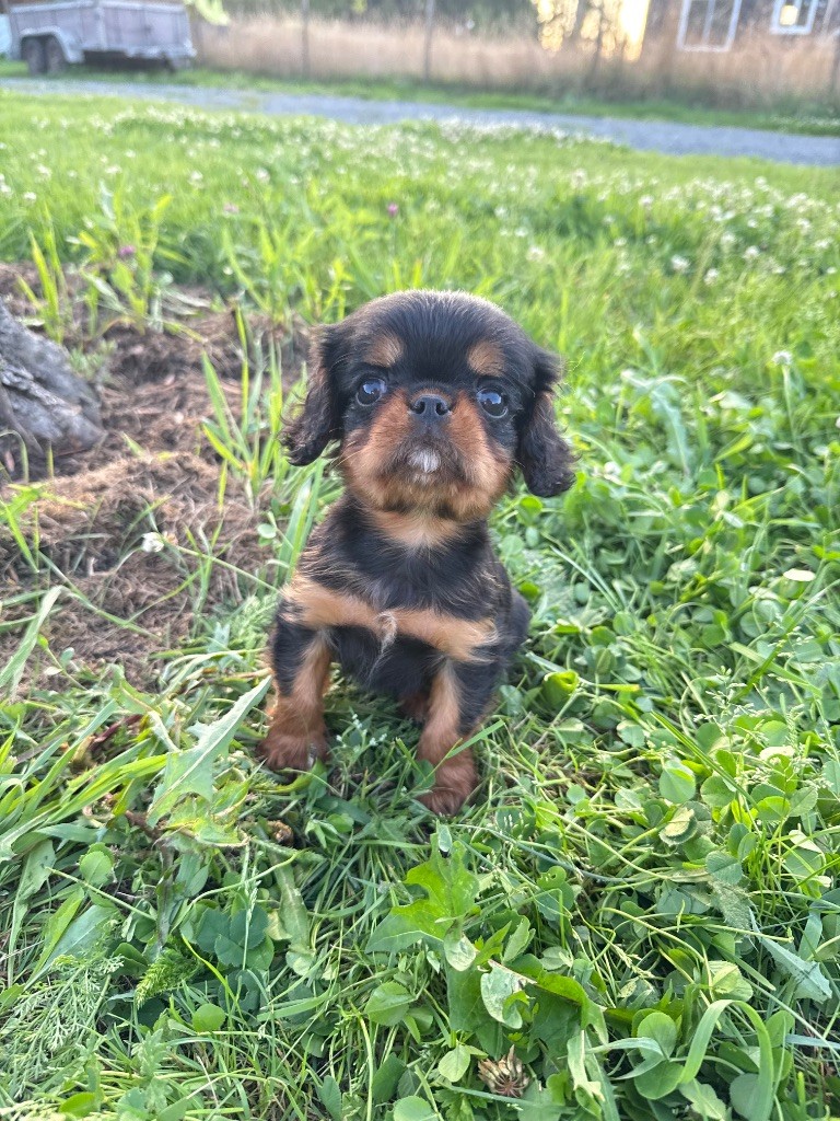 Du Domaine Des Merveilles Des Bebouilles - Chiots disponibles - Cavalier King Charles Spaniel
