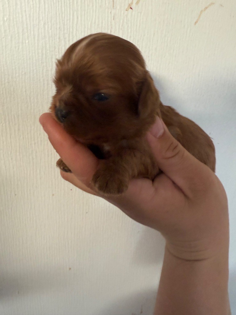 Du Domaine Des Merveilles Des Bebouilles - Chiots disponibles - Cavalier King Charles Spaniel